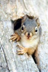 Small Mammal Gallery